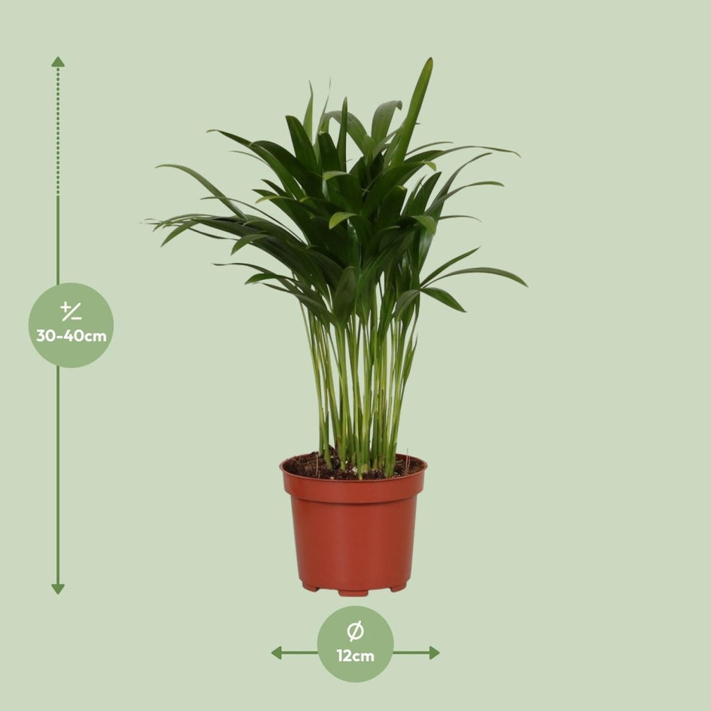 Areca Catechu P 12 H 35 cm - 9647 - PlantenShop24