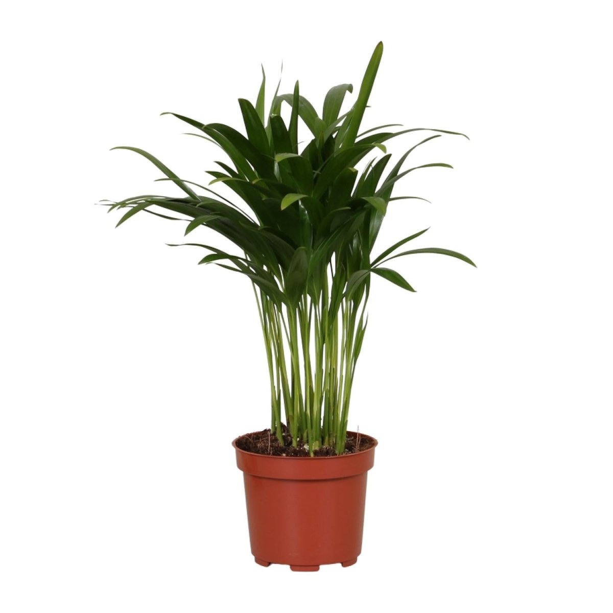 Areca Catechu P 12 H 35 cm - 9647 - PlantenShop24