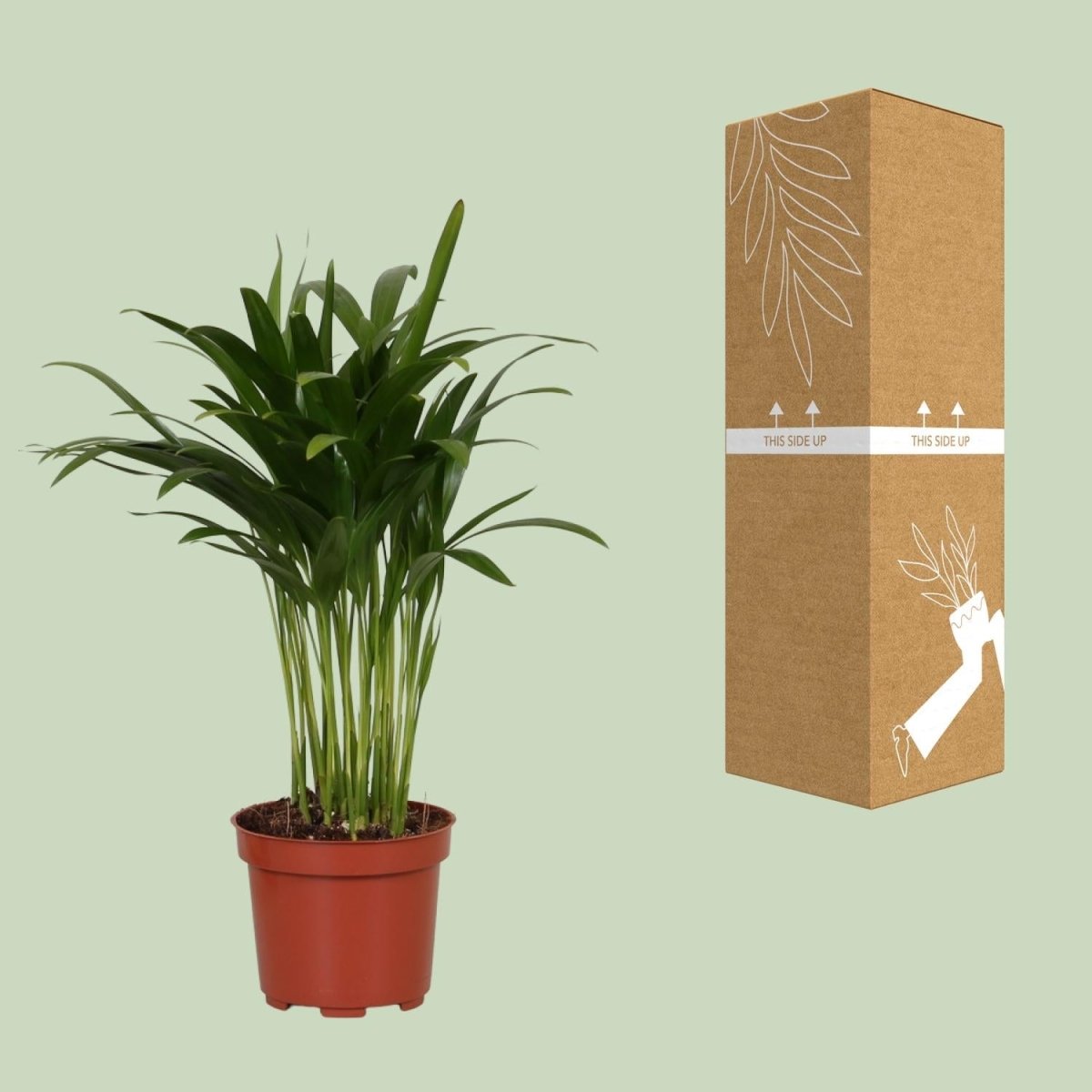 Areca Catechu P 12 H 35 cm - 9647 - PlantenShop24