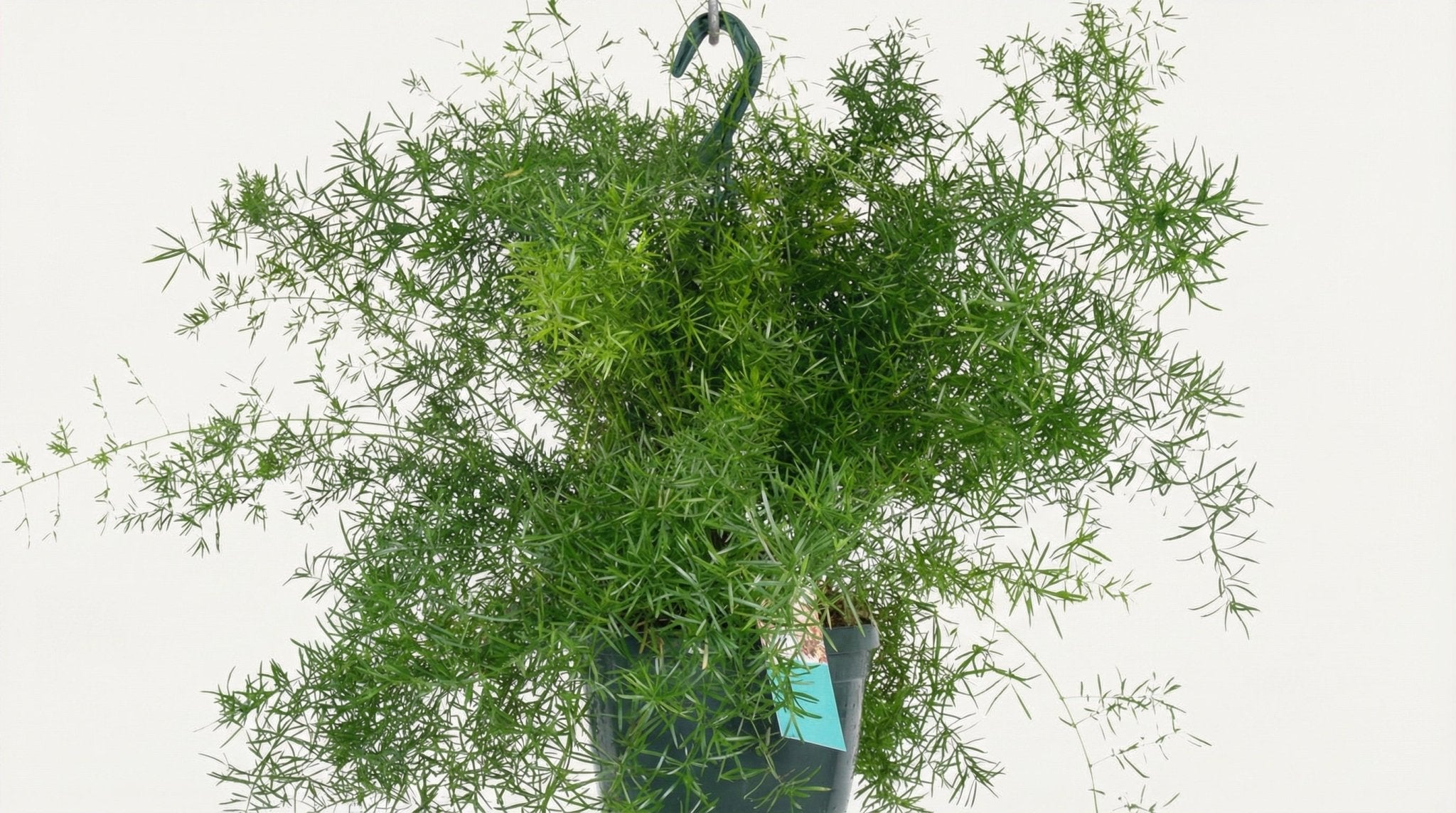 Asparagus Densiflorus Sprengeri Hang H 35 cm - 2822 - PlantenShop24