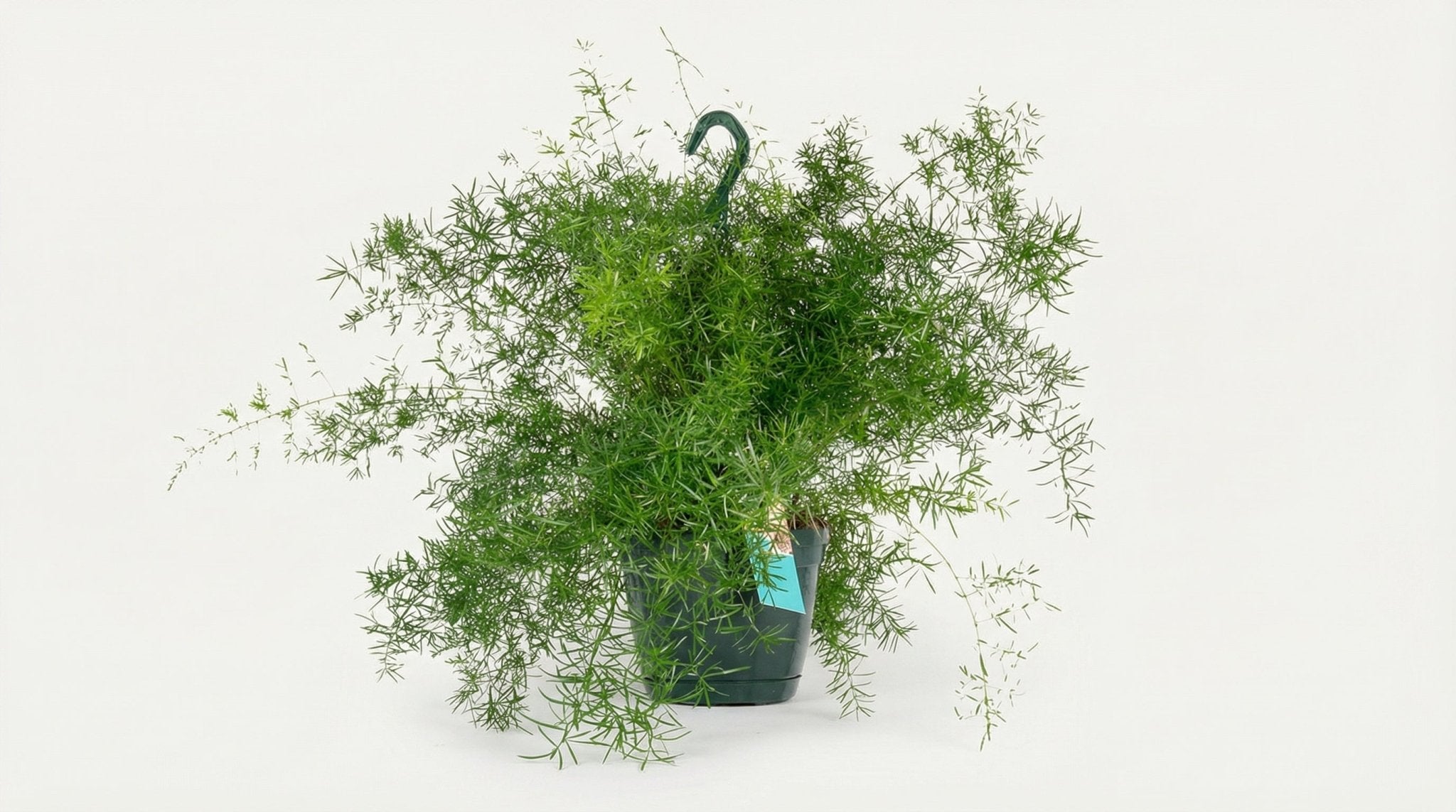 Asparagus Densiflorus Sprengeri Hang H 35 cm - 2822 - PlantenShop24