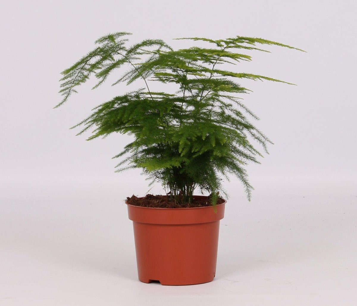 Asparagus Setaceus (klimopvaren sierasperge) P 12 H 28 cm - 9613 - PlantenShop24