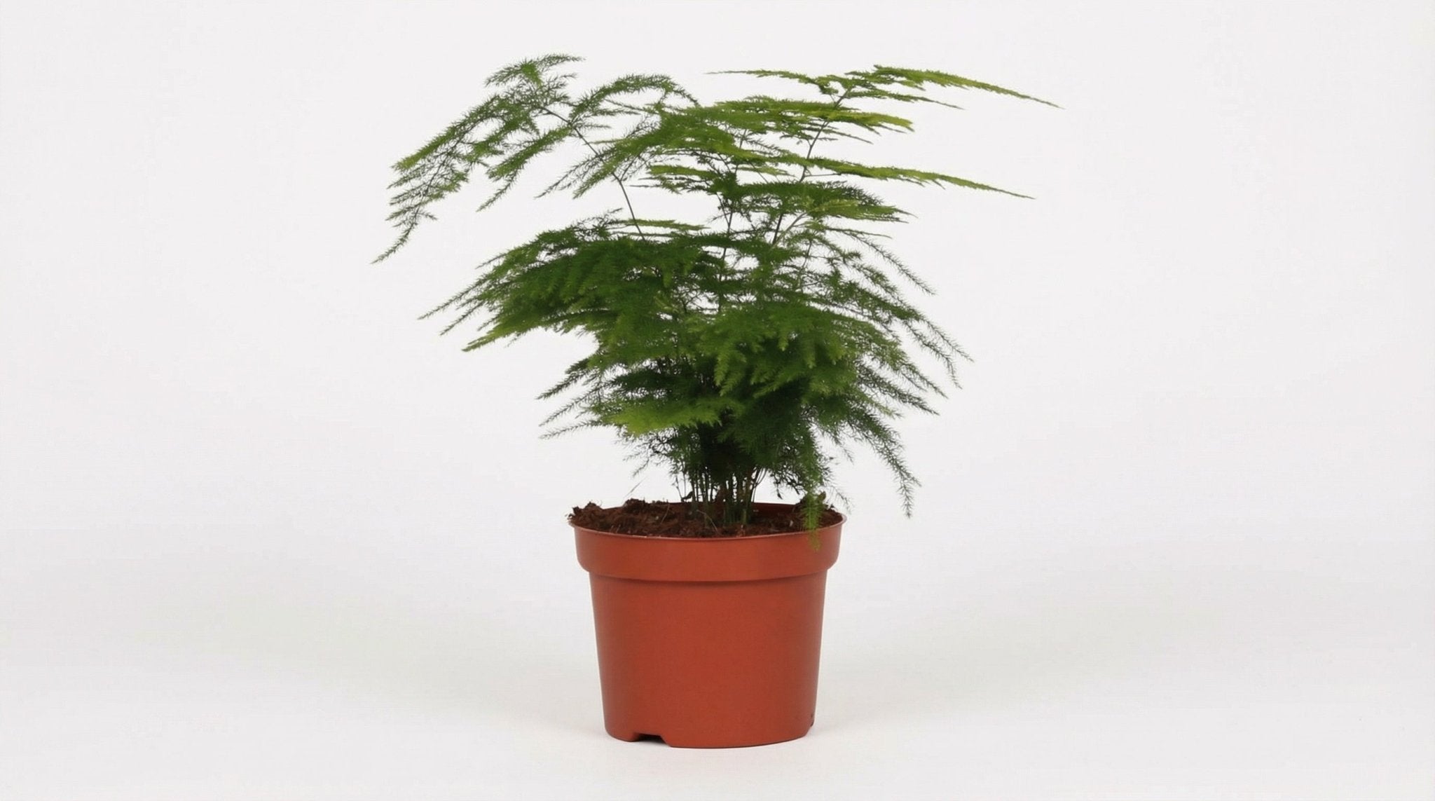 Asparagus Setaceus 'Plumosus' P 12 cm H 28 cm - 3858 - PlantenShop24