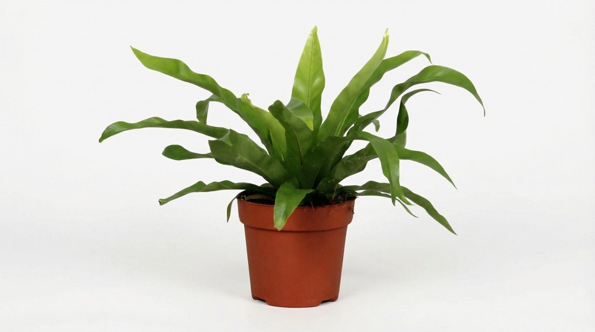 Asplenium Antiquum P 12 cm H 25 cm - 8693 - PlantenShop24