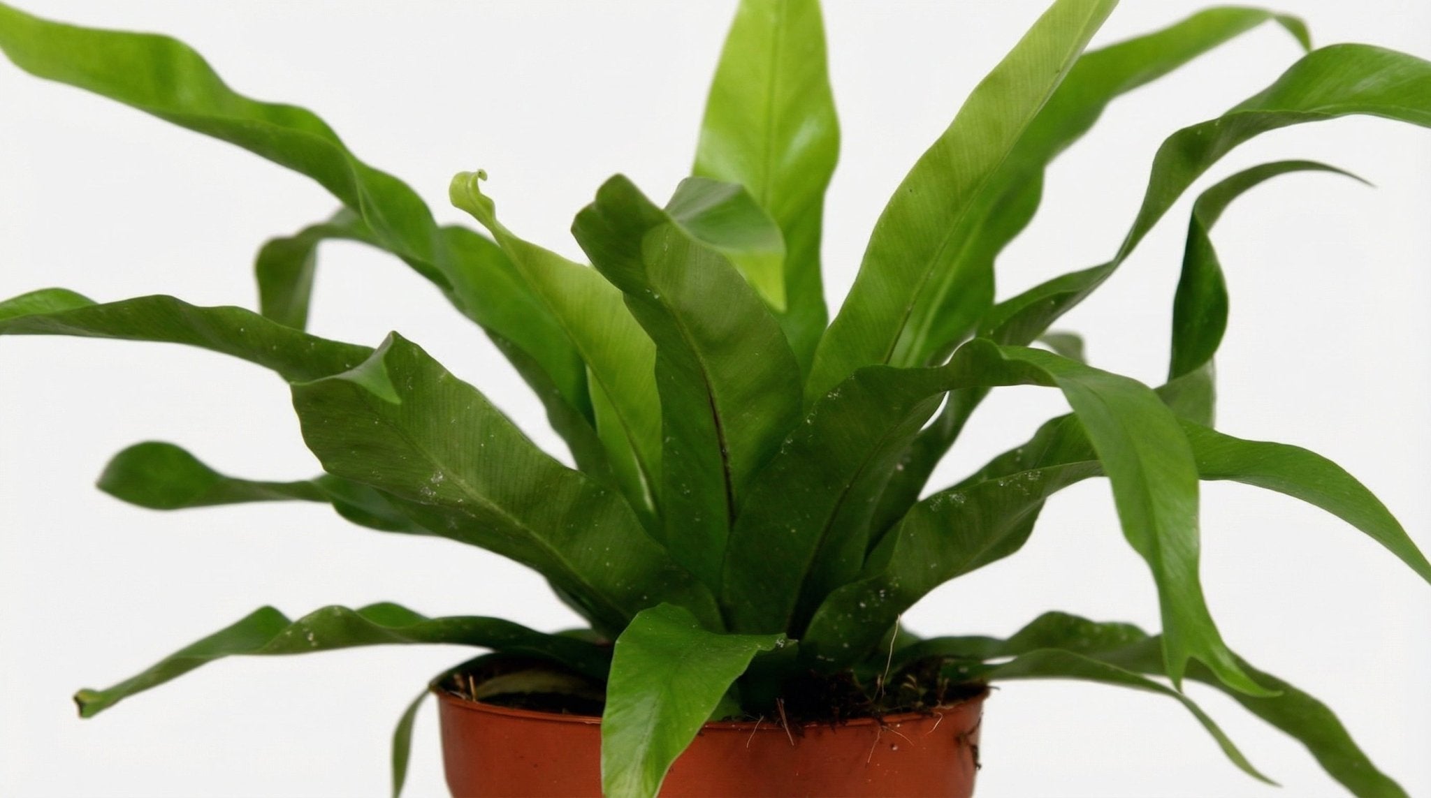 Asplenium Antiquum P 12 cm H 25 cm - 8693 - PlantenShop24