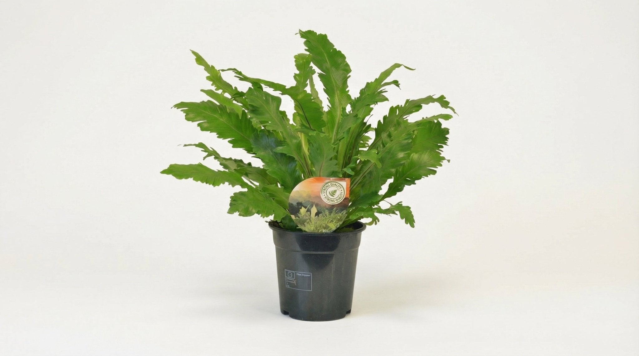 Asplenium Campio P 17 H 50 cm - 10827 - PlantenShop24