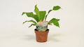 Asplenium Nidus P 12 cm H 35 cm - 16771 - PlantenShop24