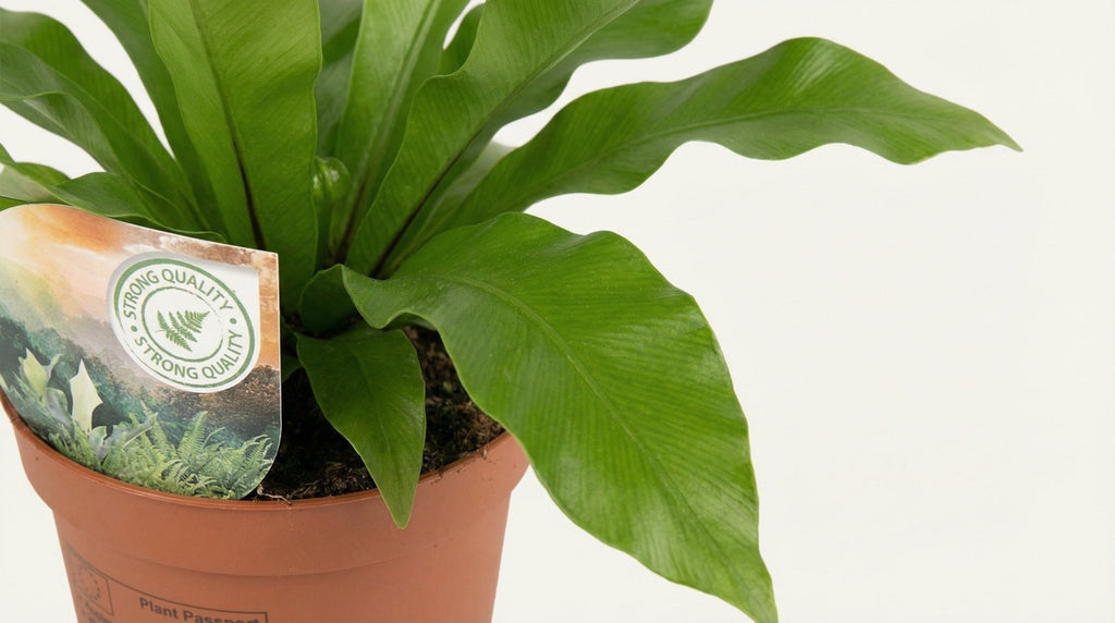 Asplenium Nidus P 12 cm H 35 cm - 16771 - PlantenShop24