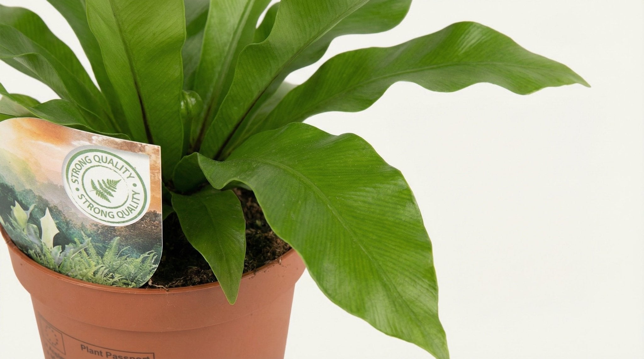 Asplenium Nidus P 12 cm H 35 cm - 16771 - PlantenShop24