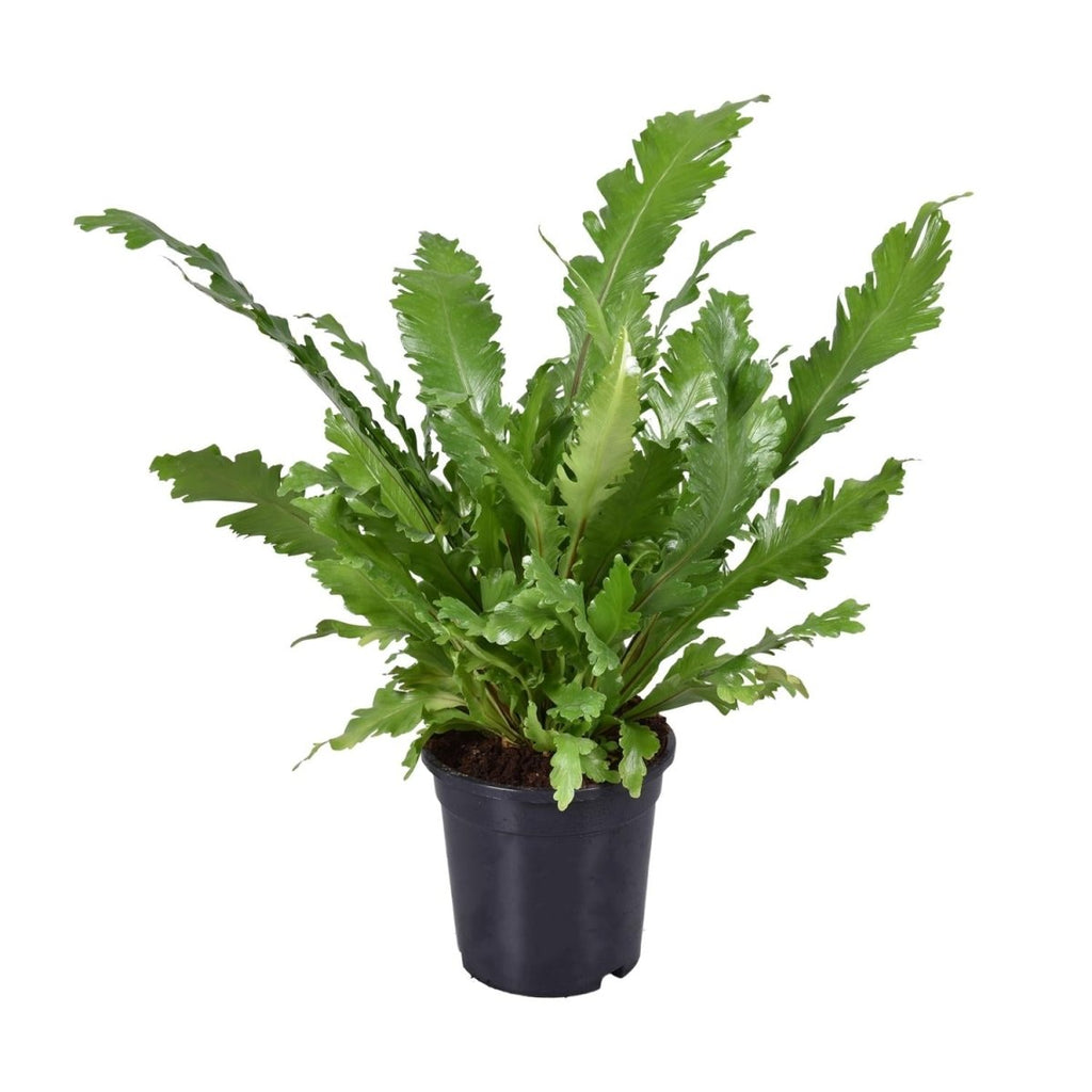 Asplenium Nidus P 17 H 45 cm - 9741 - PlantenShop24