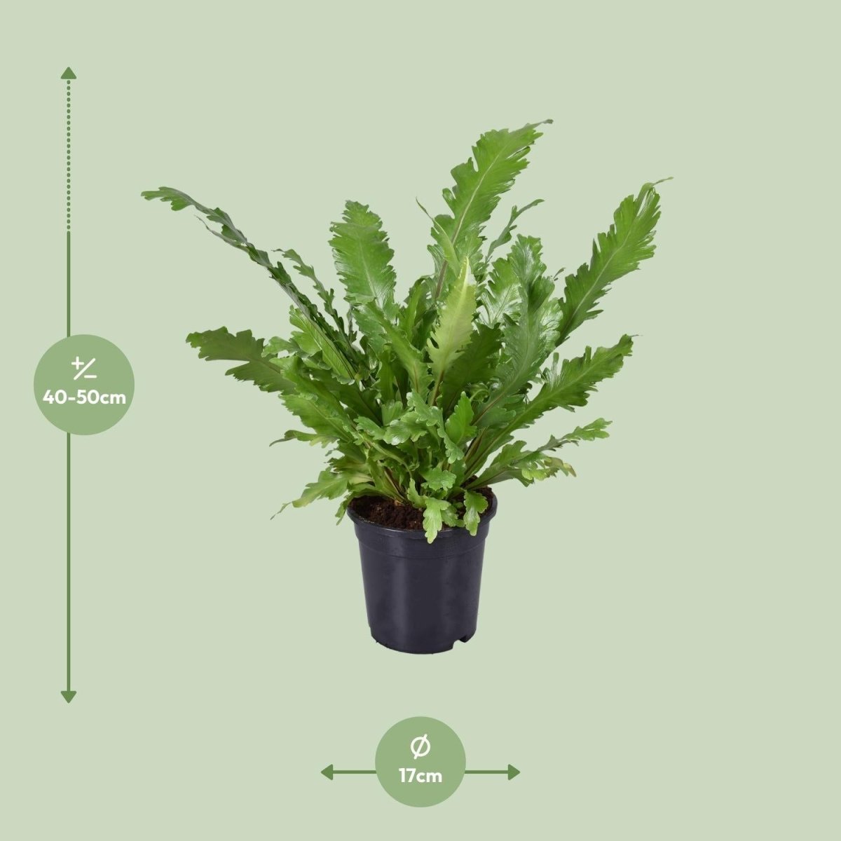 Asplenium Nidus P 17 H 45 cm - 9741 - PlantenShop24