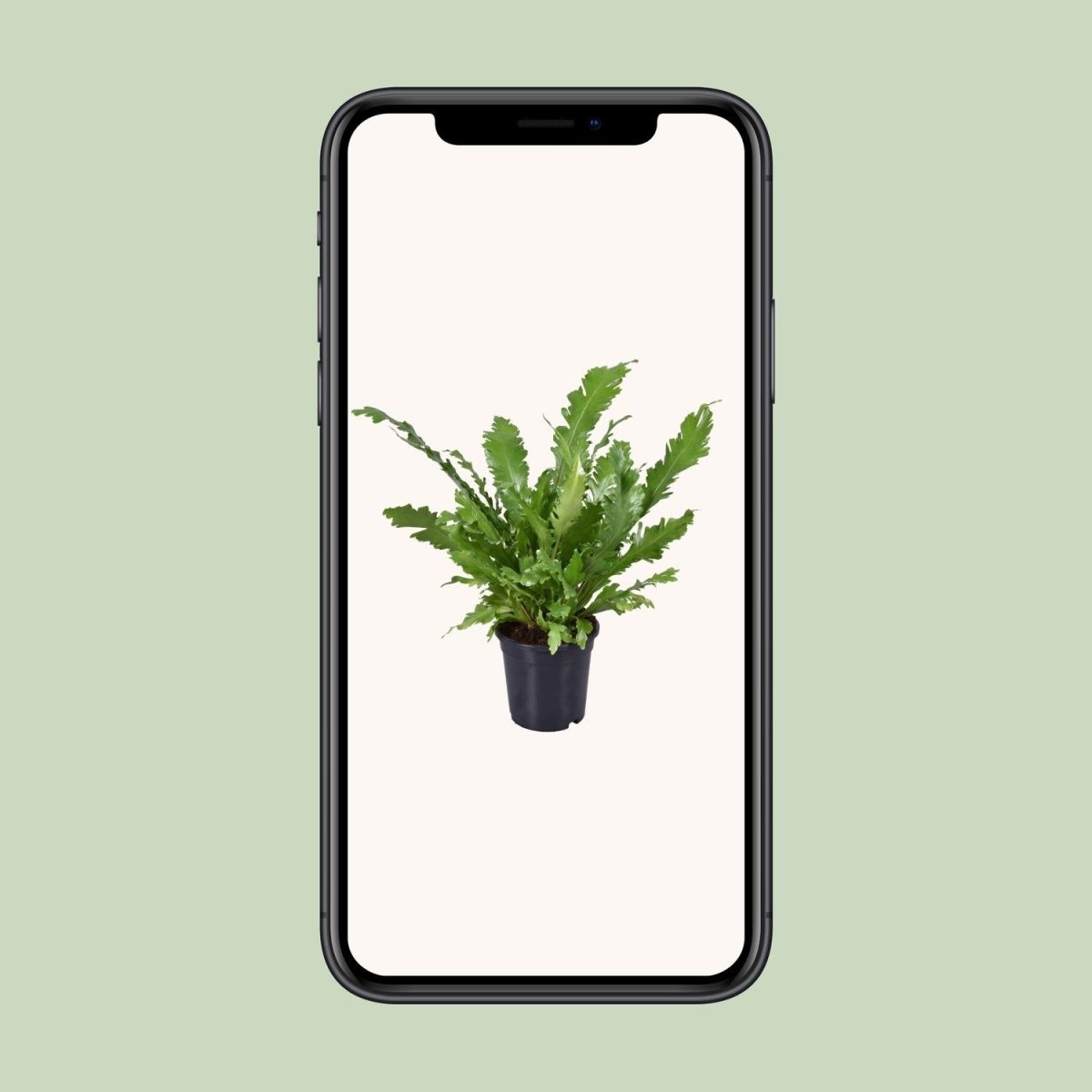 Asplenium Nidus P 17 H 45 cm - 9741 - PlantenShop24