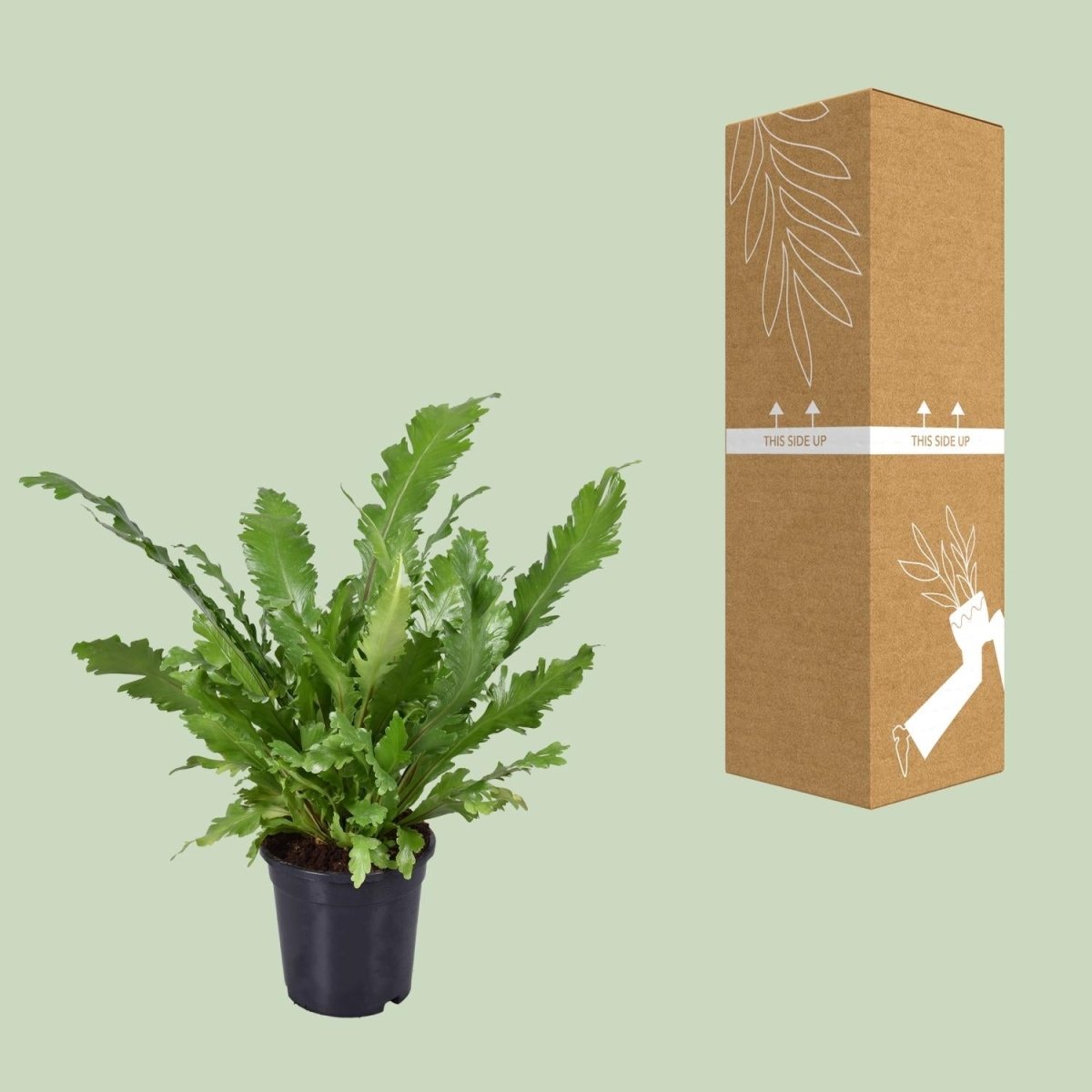 Asplenium Nidus P 17 H 45 cm - 9741 - PlantenShop24
