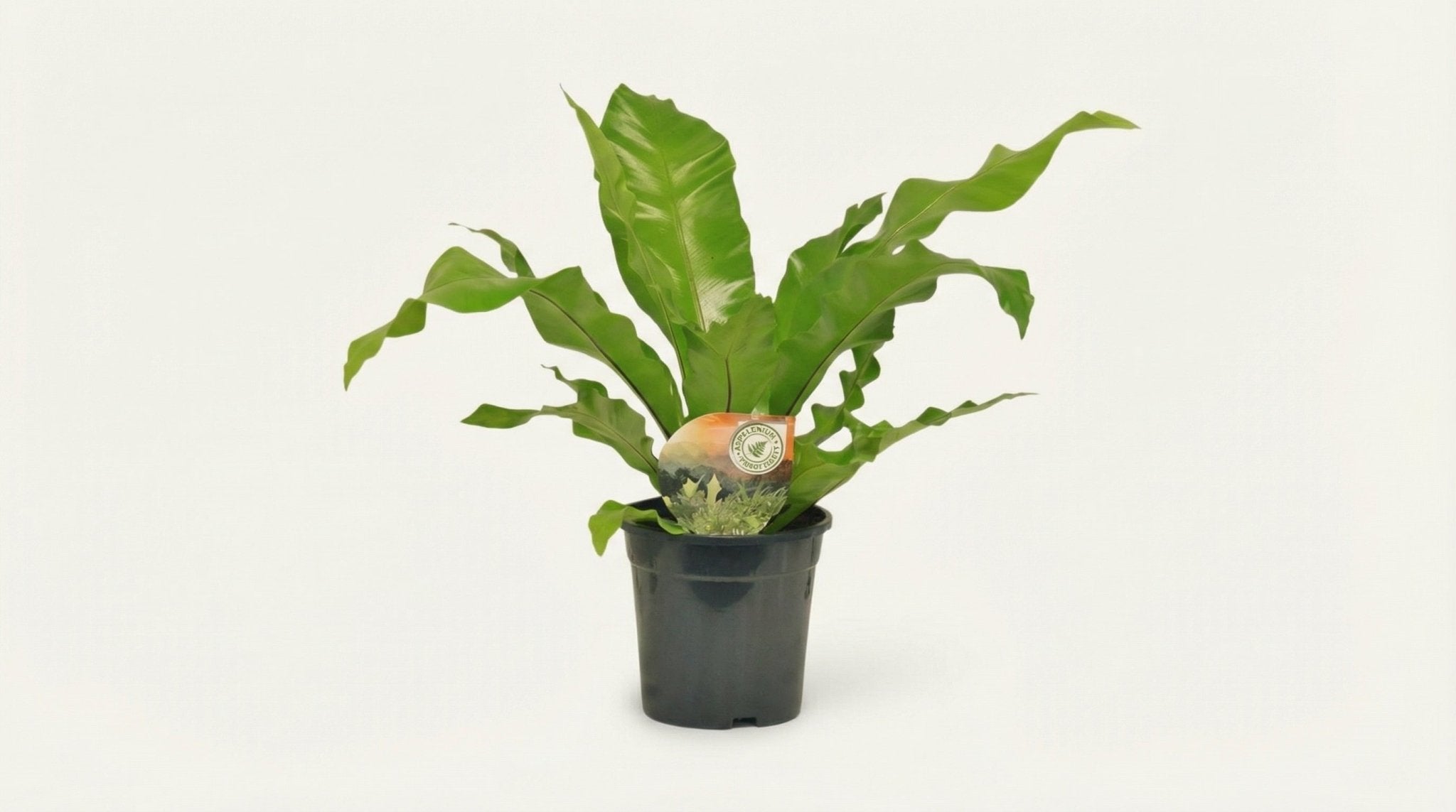 Asplenium Nidus P 17 H 60 cm - 10829 - PlantenShop24