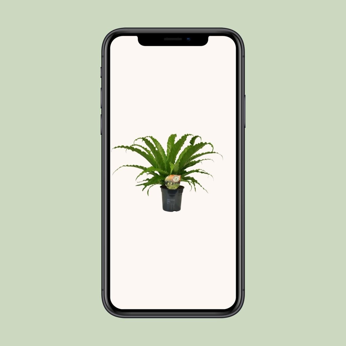 Asplenium Osaka P 17 H 40 cm - 9909 - PlantenShop24