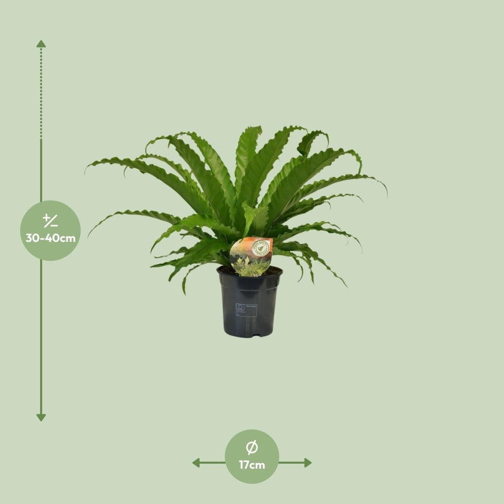 Asplenium Osaka P 17 H 40 cm - 9909 - PlantenShop24