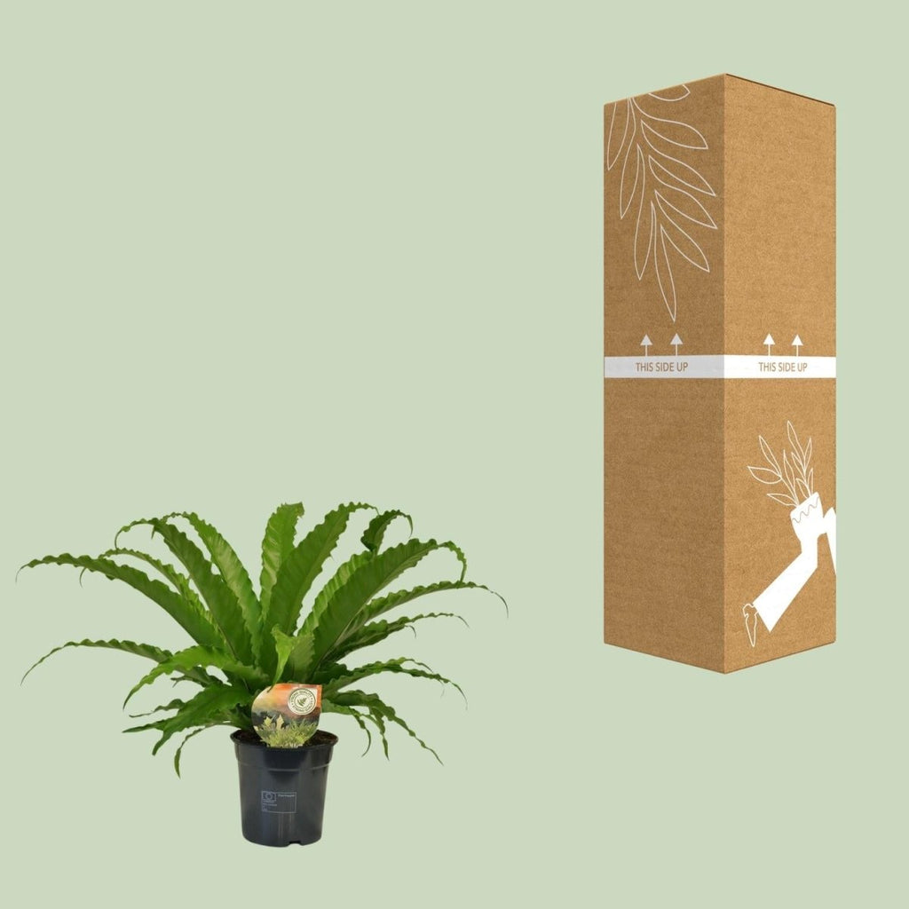 Asplenium Osaka P 17 H 40 cm - 9909 - PlantenShop24