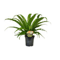 Asplenium Osaka P 17 H 40 cm - 9909 - PlantenShop24