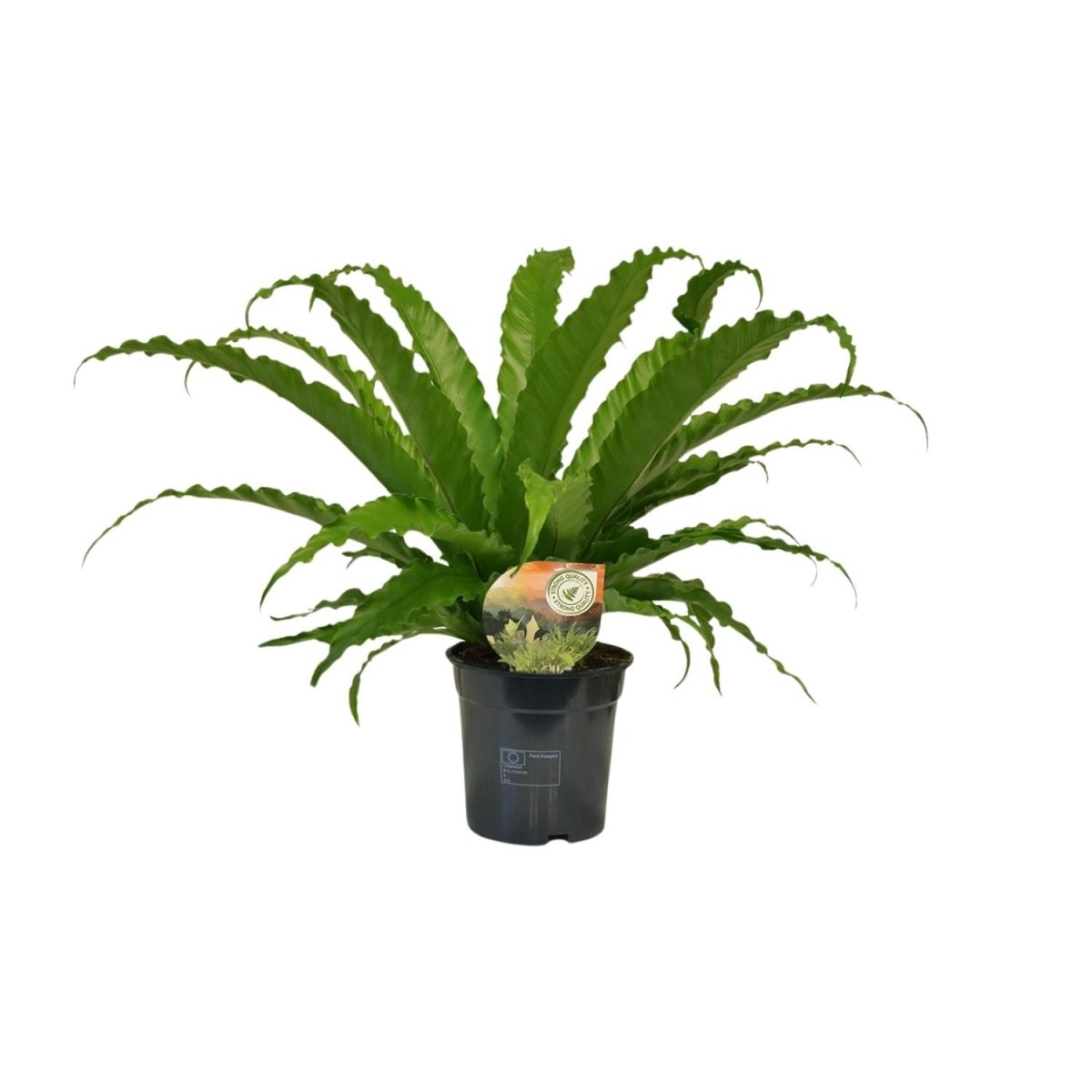 Asplenium Osaka P 17 H 40 cm - 9909 - PlantenShop24