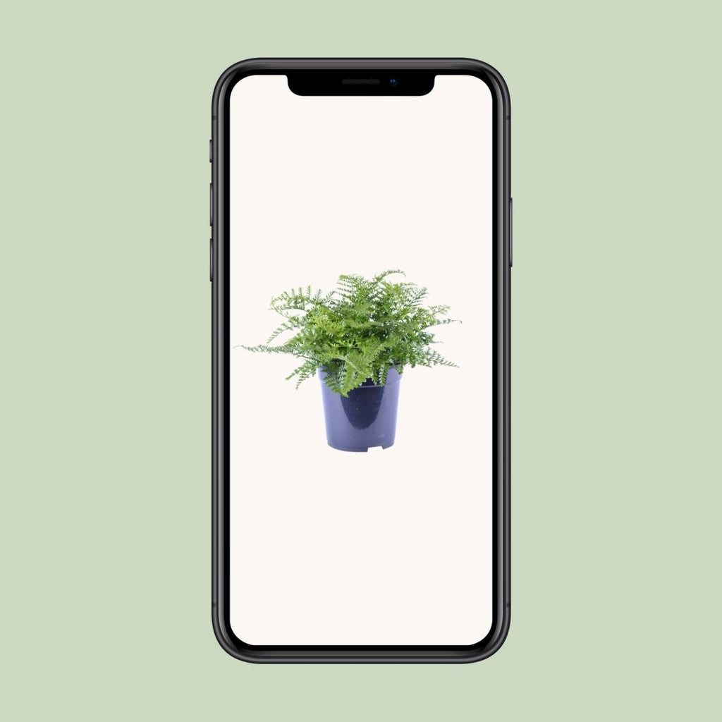 Asplenium Parvati P 21 H 40 cm - 12634 - PlantenShop24