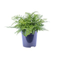 Asplenium Parvati P 21 H 40 cm - 12634 - PlantenShop24