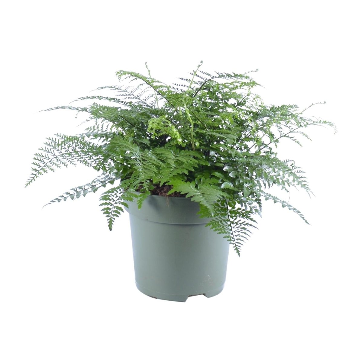 Asplenium Parvati P 27 H 50 cm - 12632 - PlantenShop24