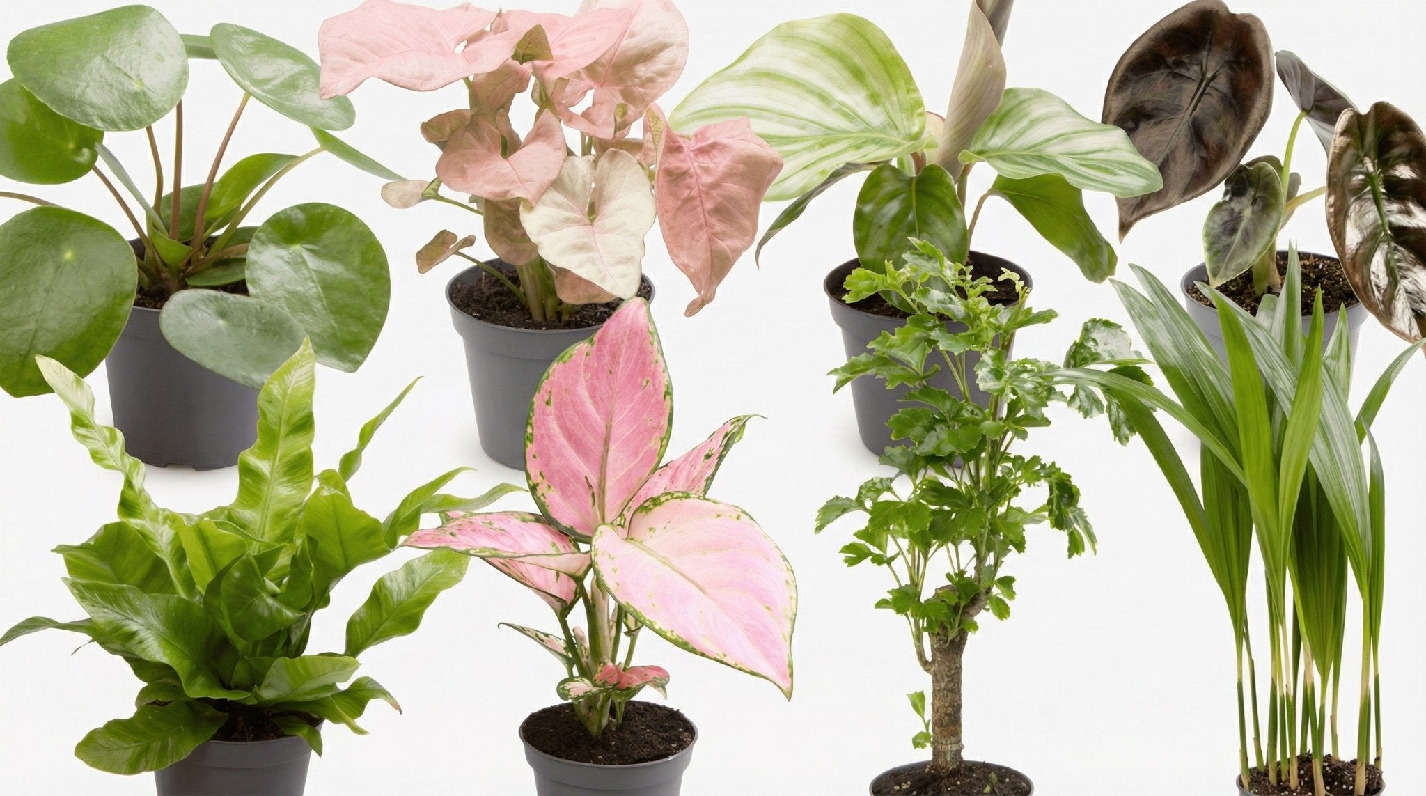 Baby Plantjes Verrassingsbox (8x) P 6 H 12 cm - 32239 - PlantenShop24