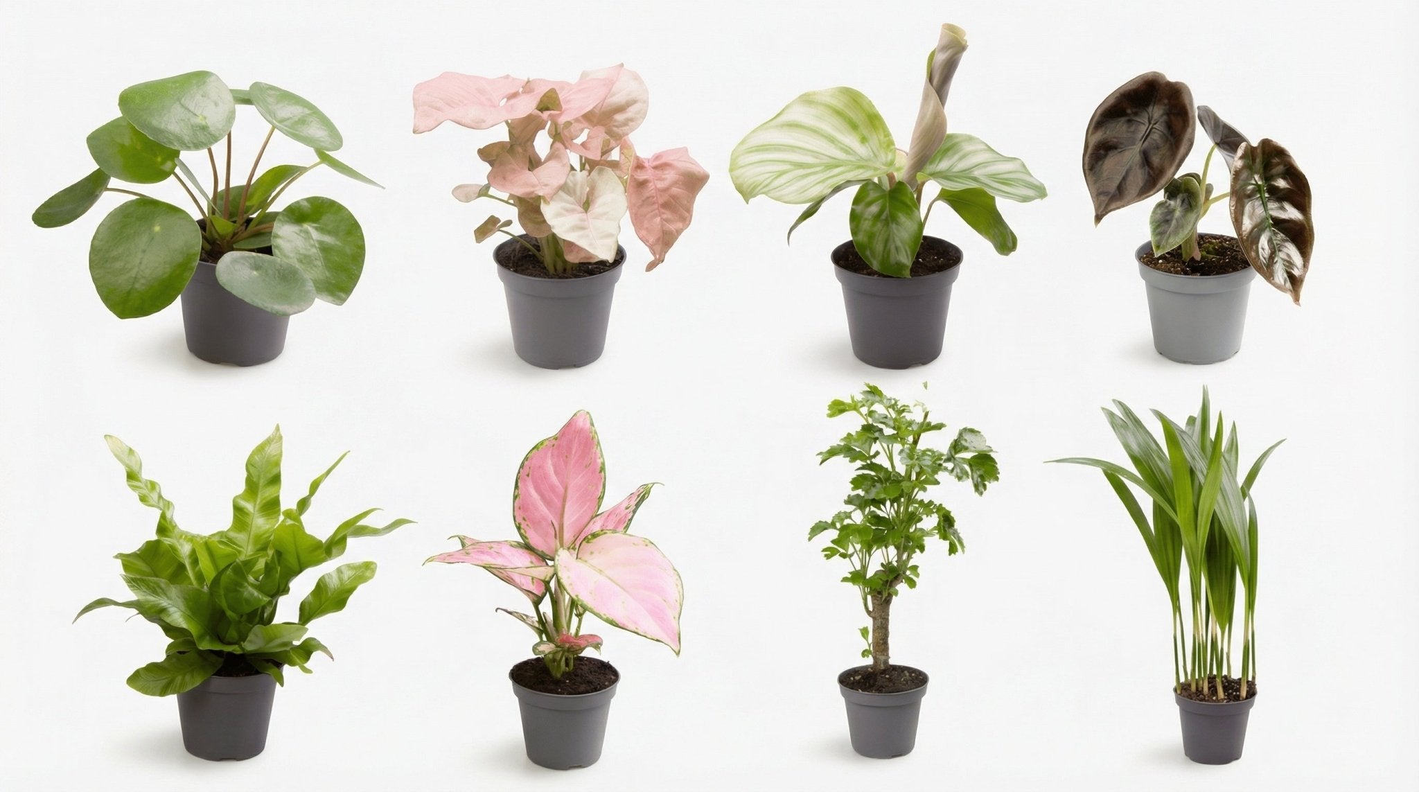 Baby Plantjes Verrassingsbox (8x) P 6 H 12 cm - 32239 - PlantenShop24