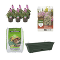 Balkonbak Groen DIY - Set Erysimum Linifolium 'Bowles Mauve' - 30551 - PlantenShop24