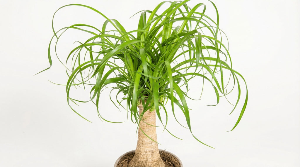 Beaucarnea Recurvata Stam P 17 H 40 tot 60 cm - 39707 - PlantenShop24