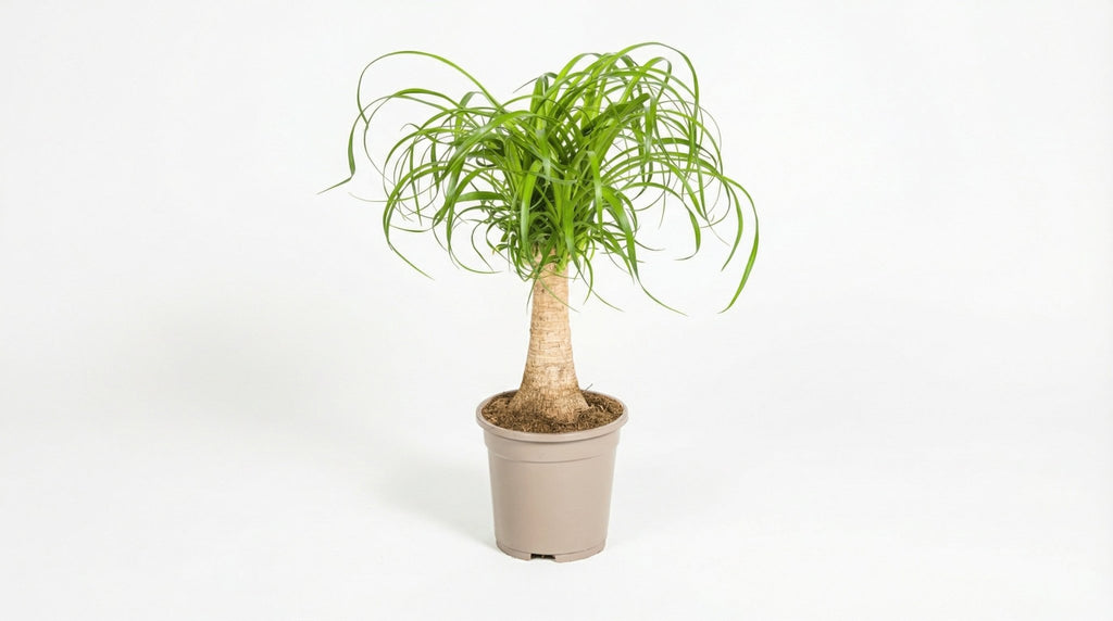Beaucarnea Recurvata Stam P 17 H 40 tot 60 cm - 39707 - PlantenShop24