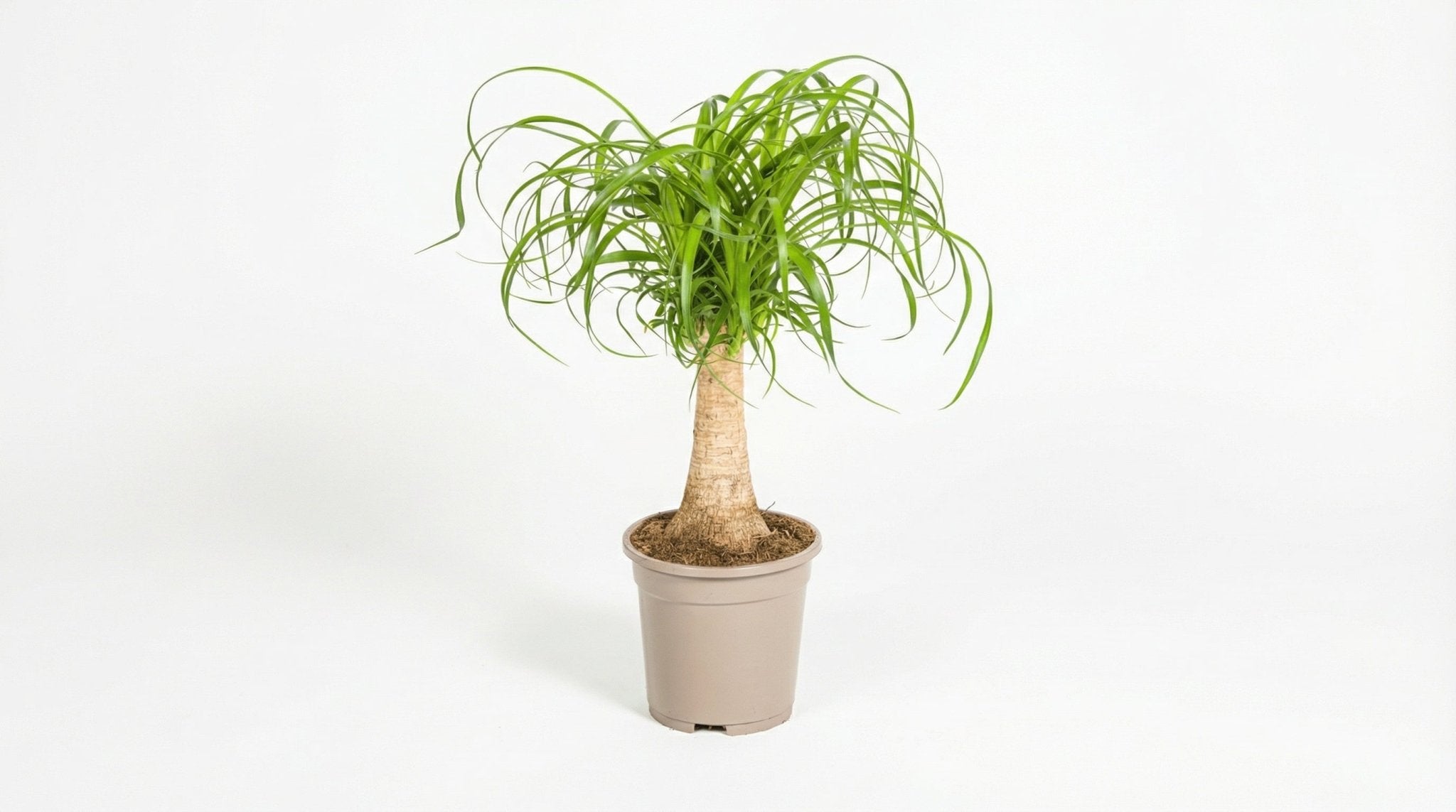 Beaucarnea Recurvata Stam P 17 H 40 tot 60 cm - 39707 - PlantenShop24
