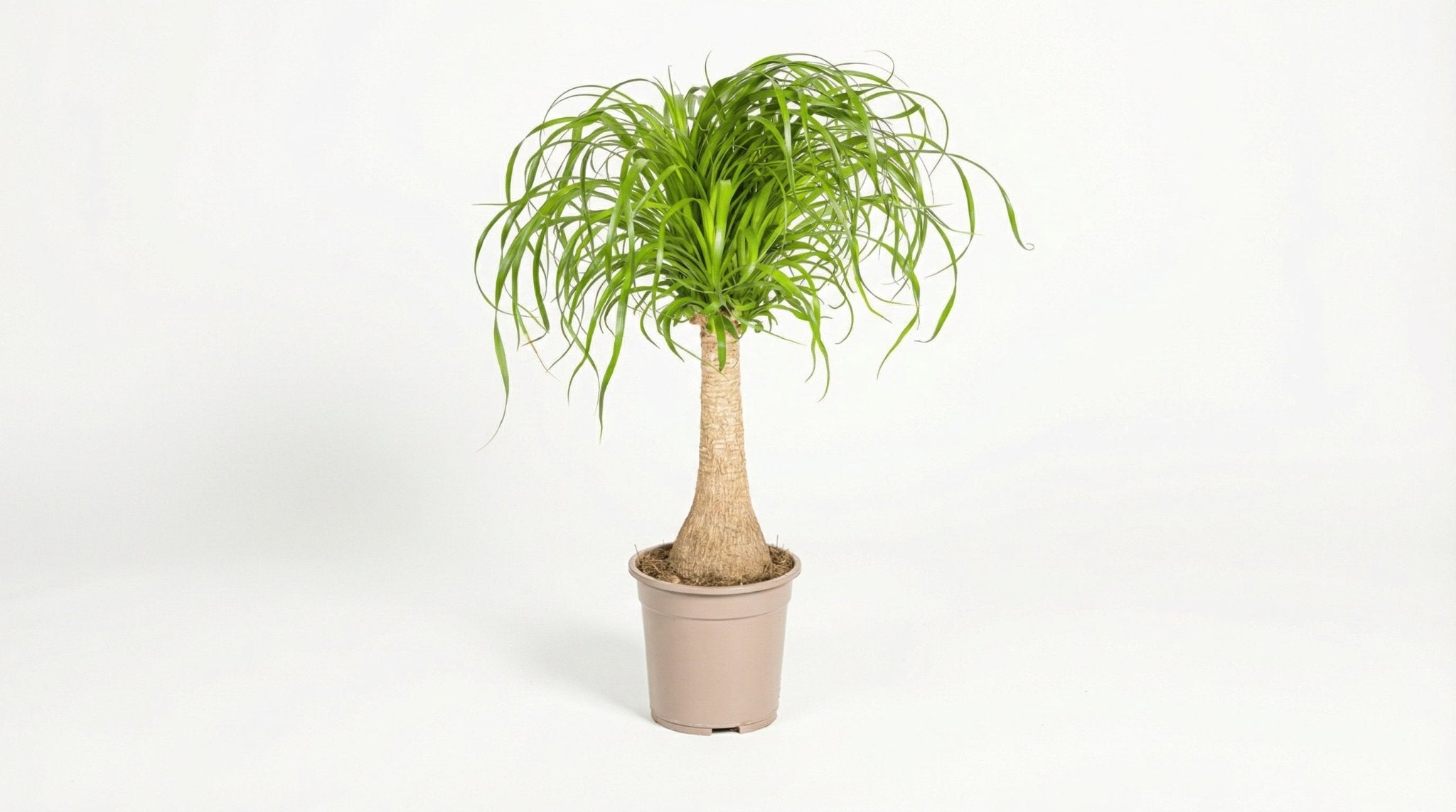 Beaucarnea Recurvata Stam P 21 H 60 tot 80 cm - 39709 - PlantenShop24