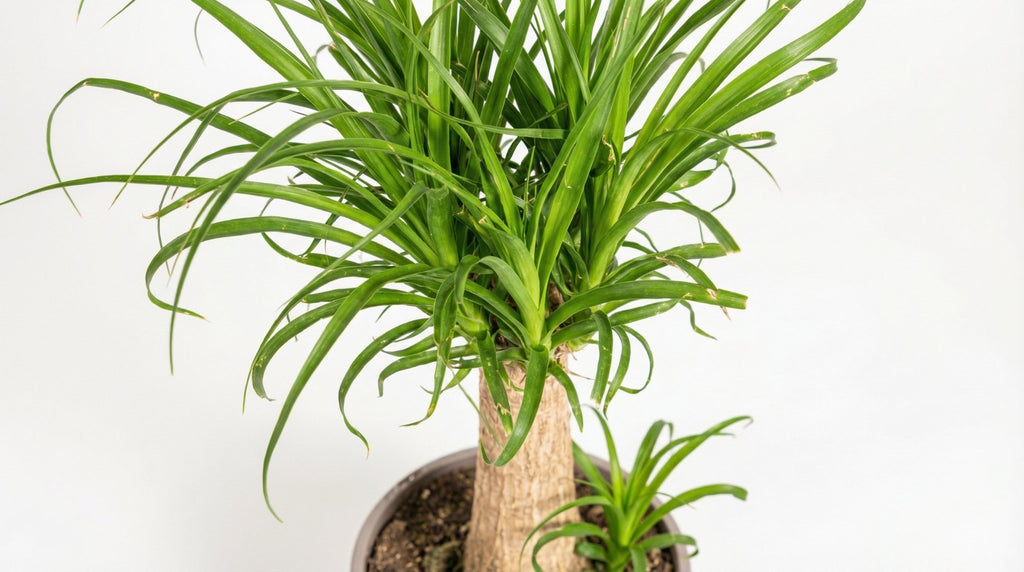 Beaucarnea Recurvata Stam P 27 H 110 tot 130 cm - 45224 - PlantenShop24