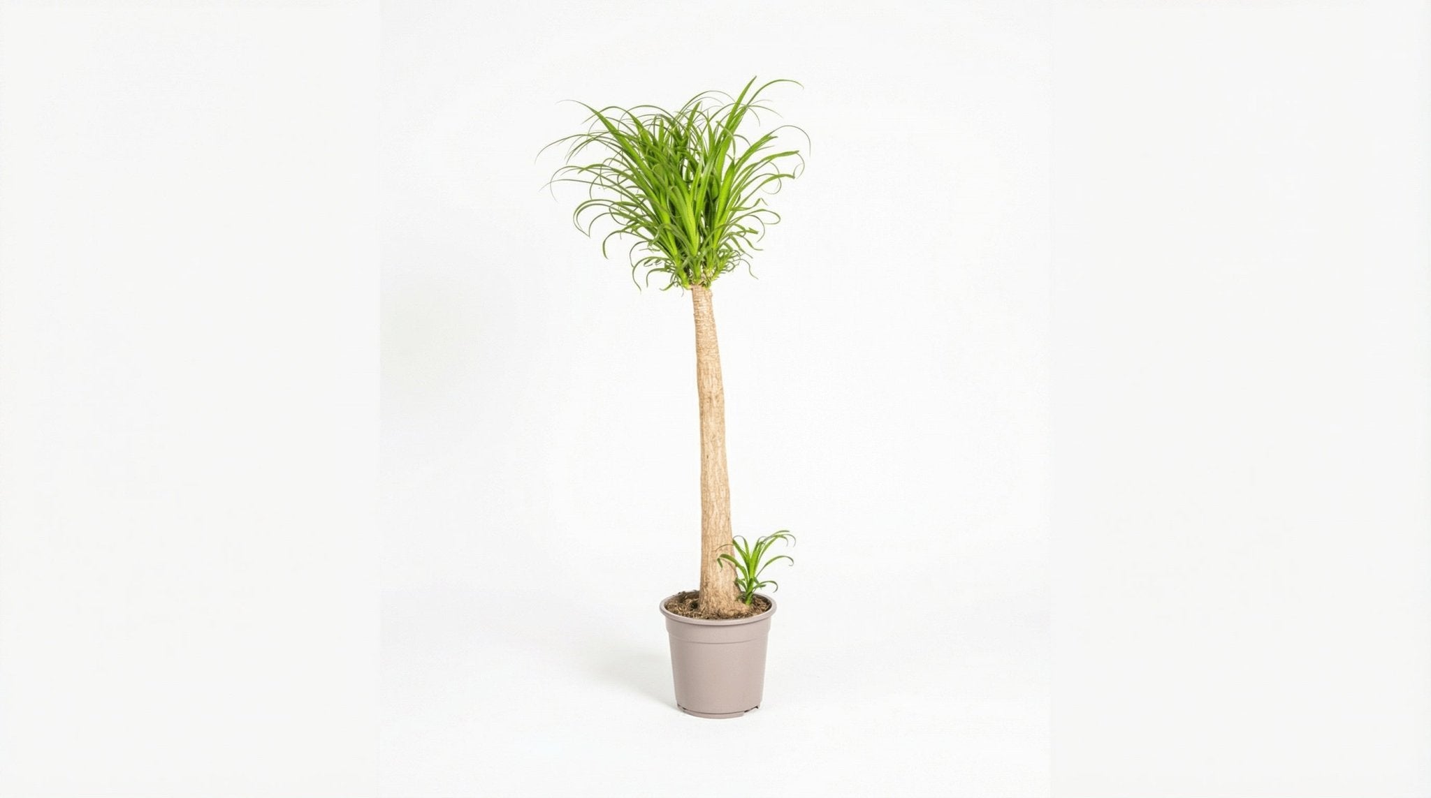 Beaucarnea Recurvata Stam P 27 H 110 tot 130 cm - 45224 - PlantenShop24
