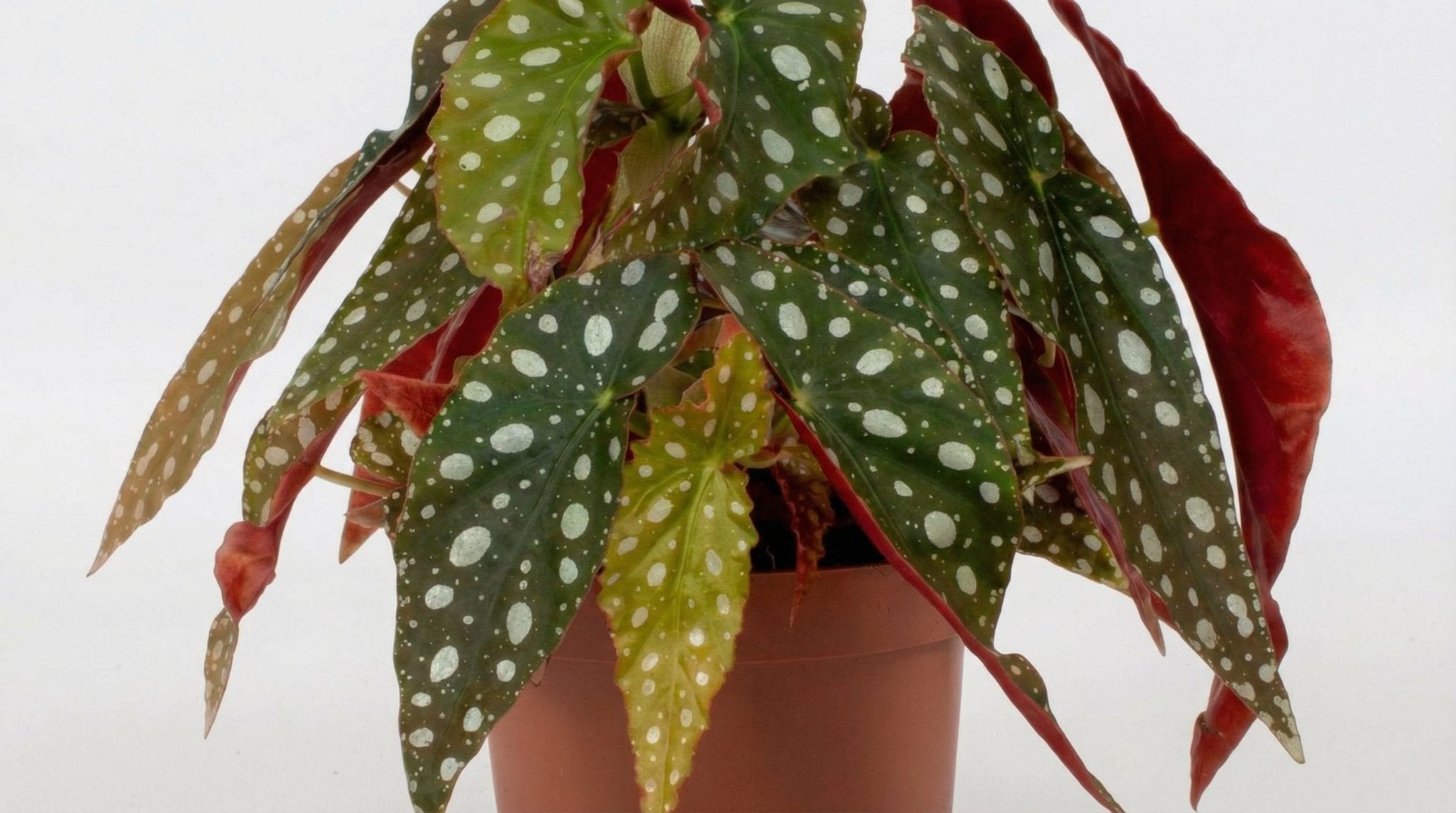 Begonia Blad Maculata 'Wightii' P 12 H 20 cm - 25373 - PlantenShop24