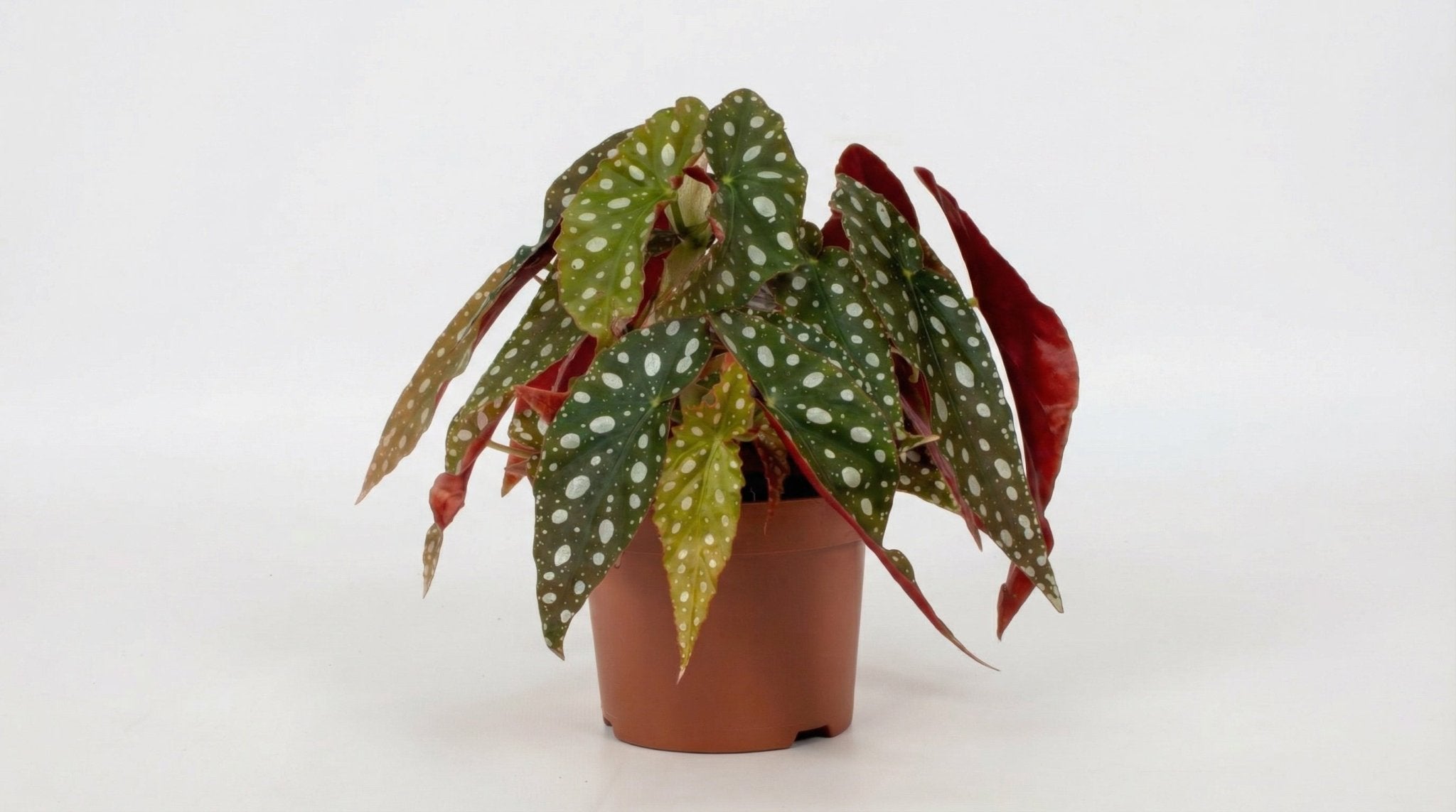 Begonia Blad Maculata 'Wightii' P 12 H 20 cm - 25373 - PlantenShop24