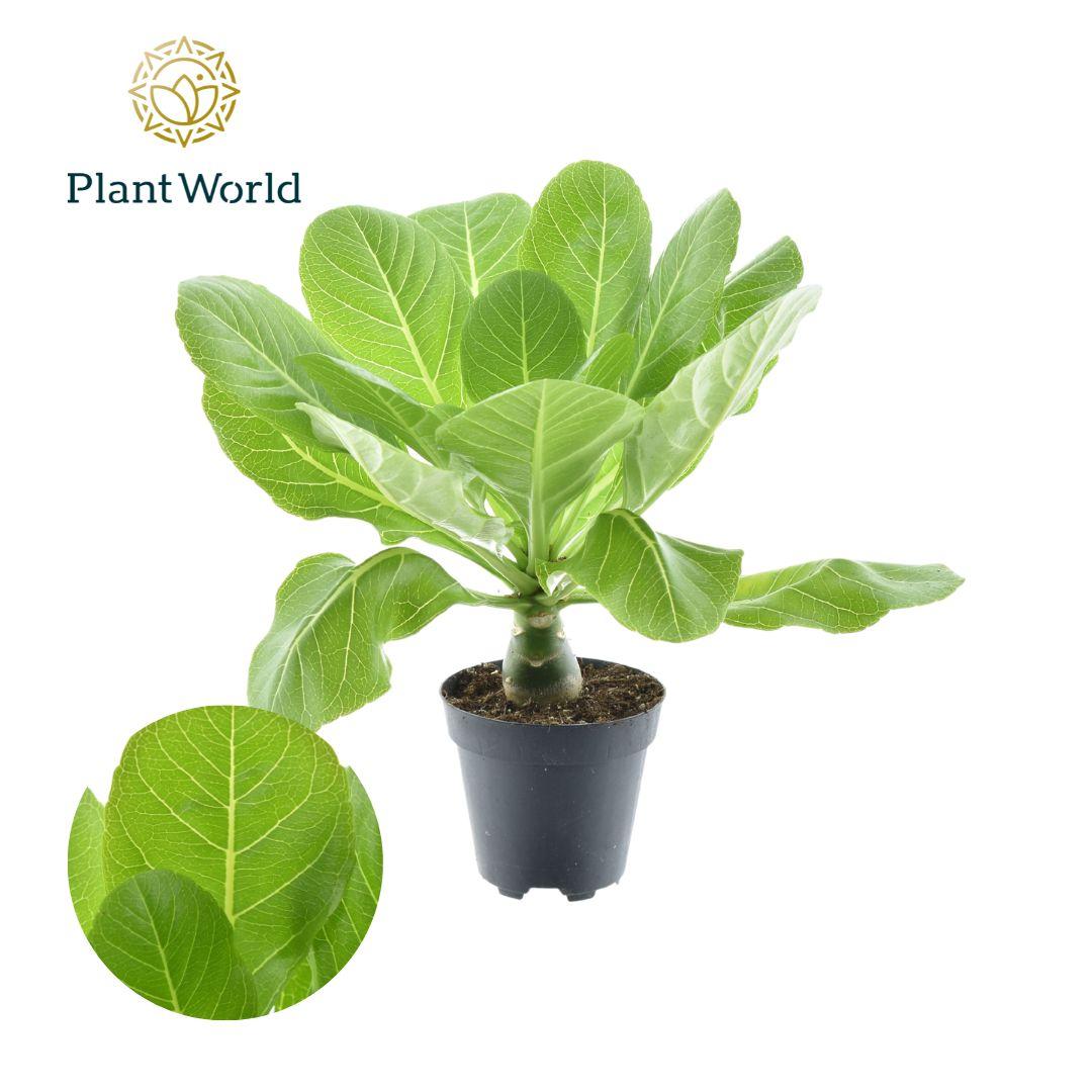 Brighamia Insignis 'Hawaii Palm' P 12 H 37 cm - 30040 - PlantenShop24