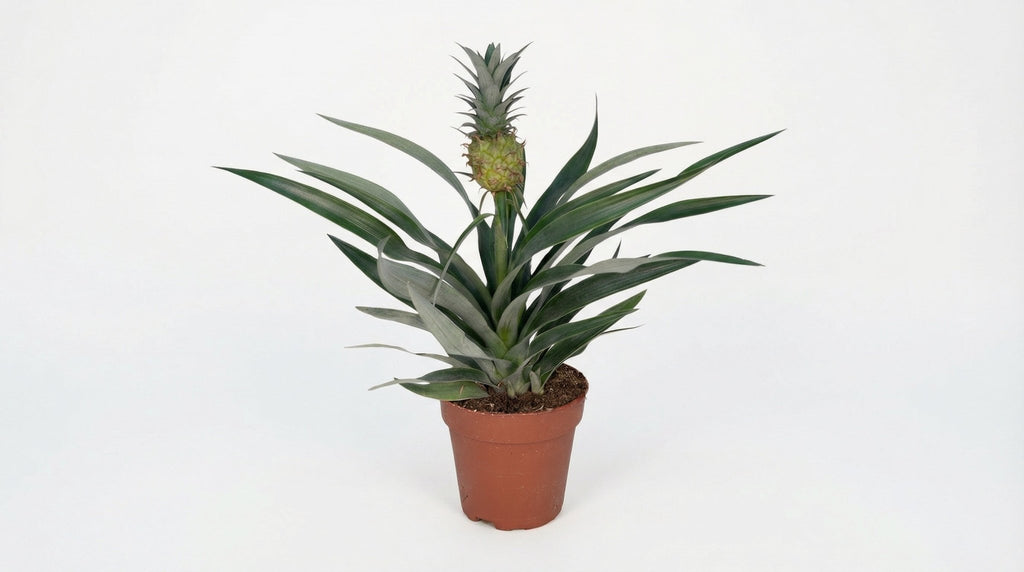 Bromelia Ananas P 12 cm H 30 cm - 3886 - PlantenShop24