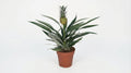 Bromelia Ananas P 12 cm H 30 cm - 3886 - PlantenShop24