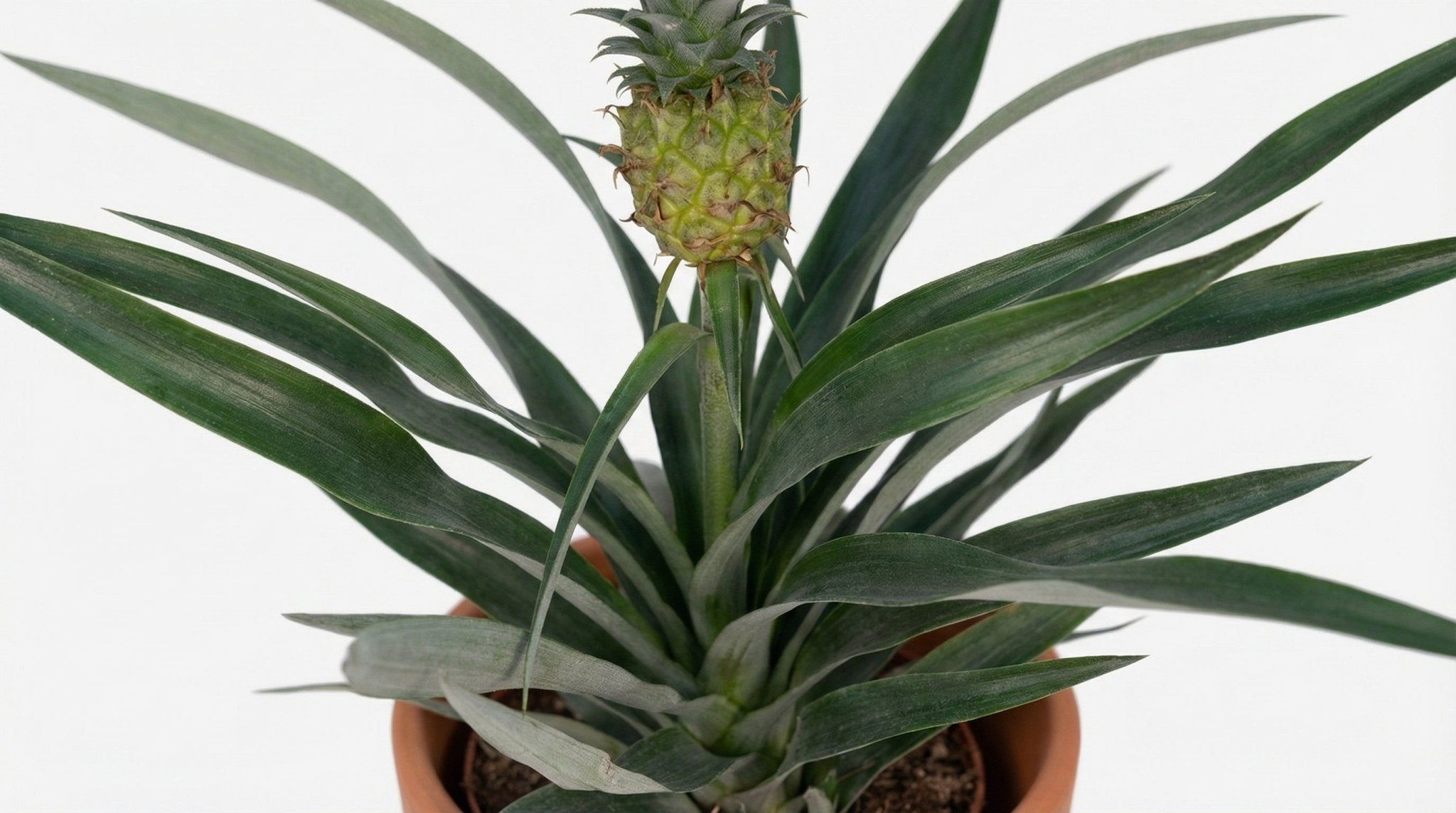 Bromelia Ananas P 12 cm H 30 cm - 3886 - PlantenShop24