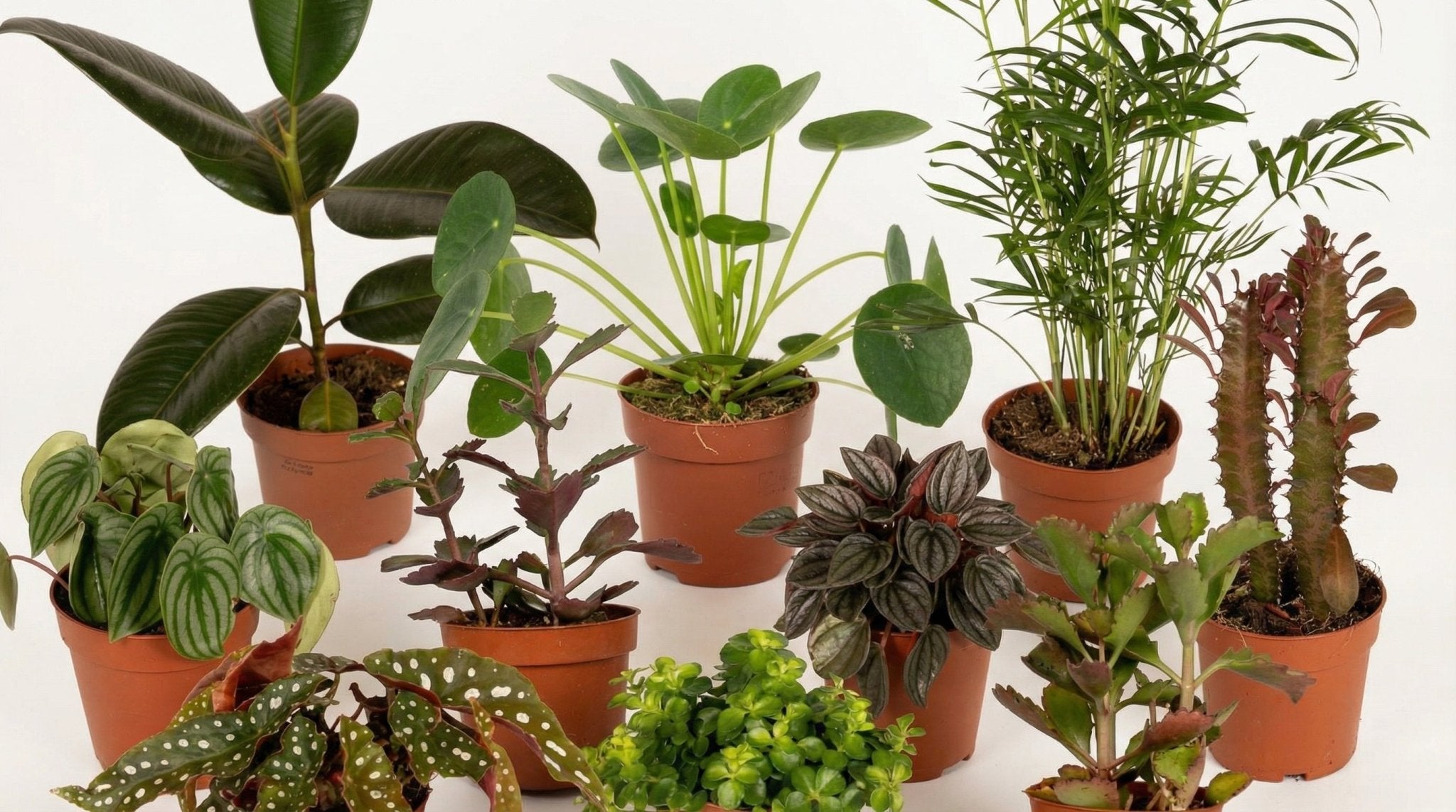 Buitenbeentjesbox (10x) P 12 cm - 4571 - PlantenShop24