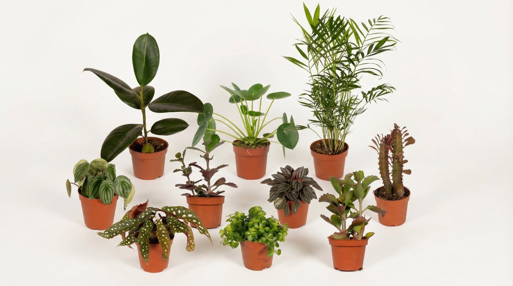 Buitenbeentjesbox (10x) P 12 cm - 4571 - PlantenShop24