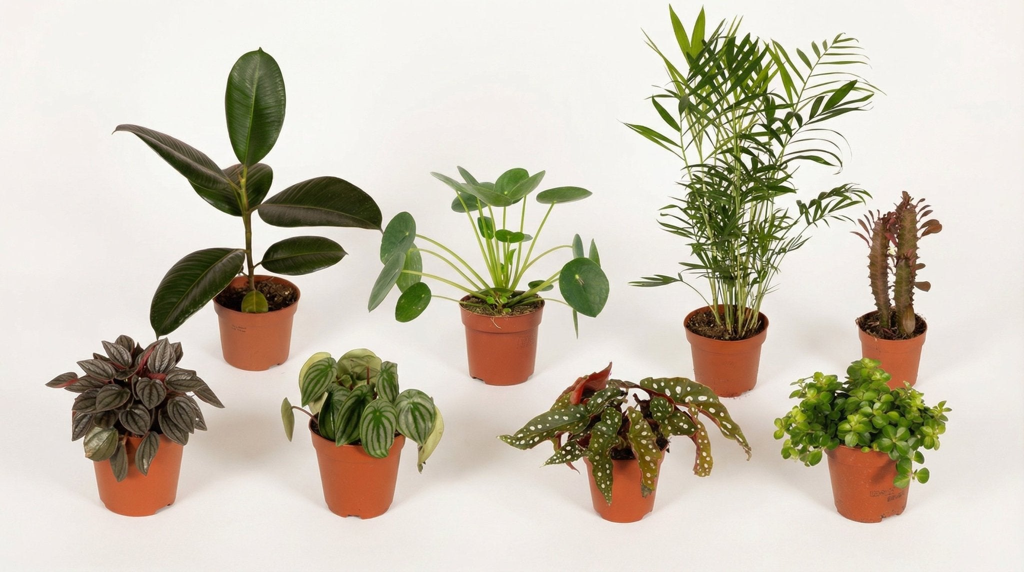 Buitenbeentjesbox (8x) P 12 cm - 4570 - PlantenShop24