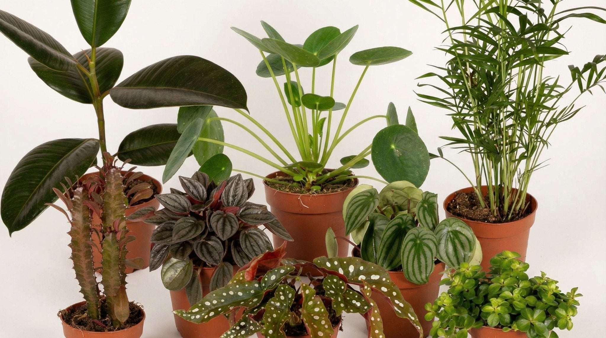 Buitenbeentjesbox (8x) P 12 cm - 4570 - PlantenShop24