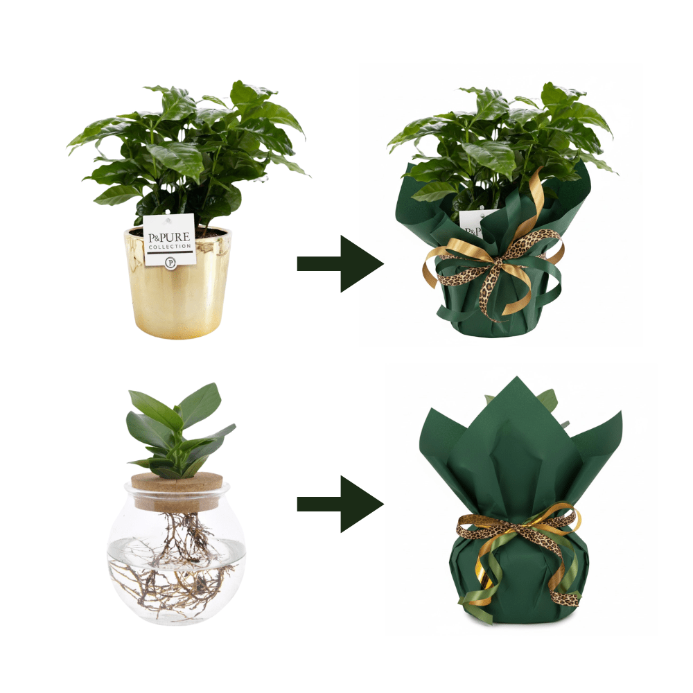 Cadeau - Inpakservice Inpakpapier & Lint - 56082 - PlantenShop24