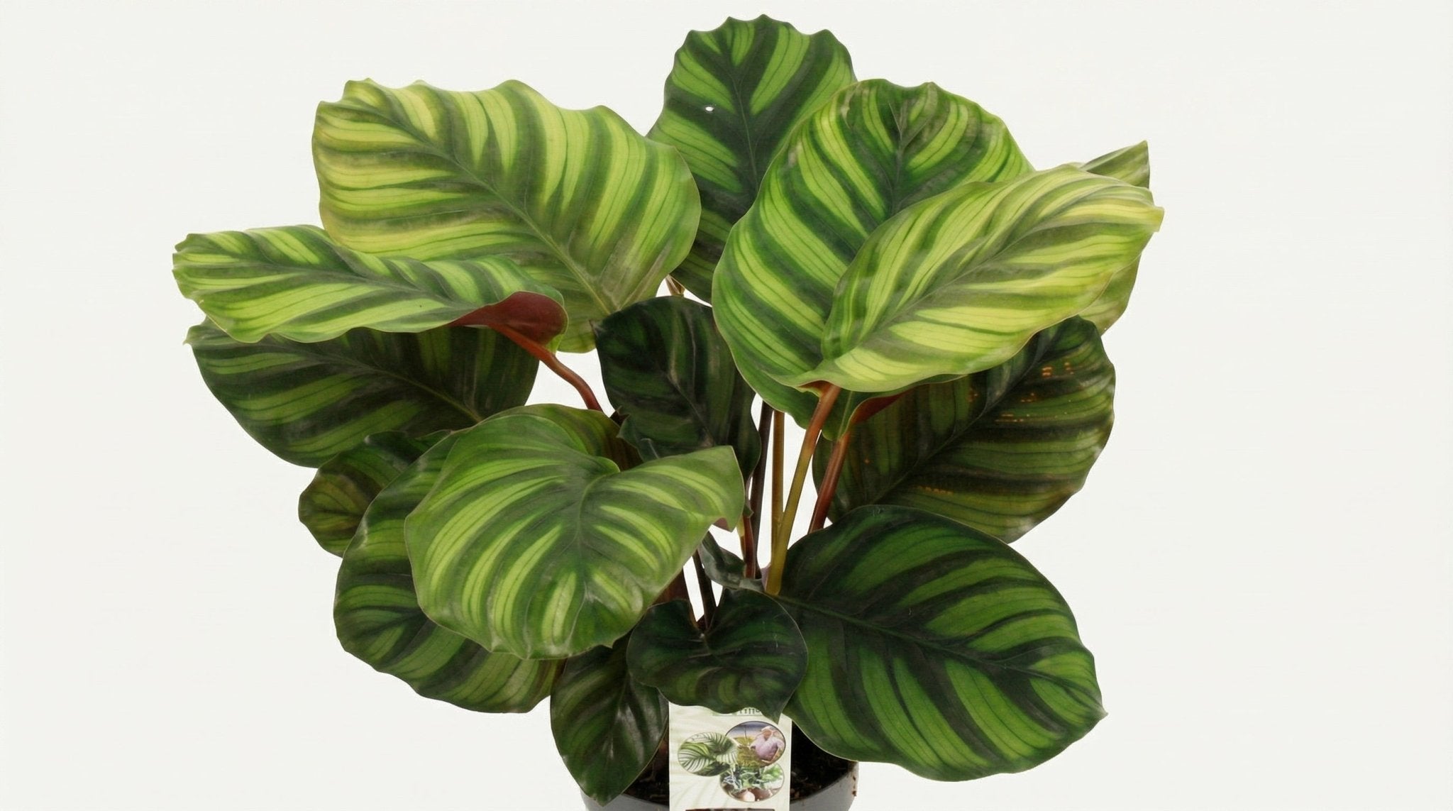 Calathea Fasciata P 14 H 50 cm - 28914 - PlantenShop24
