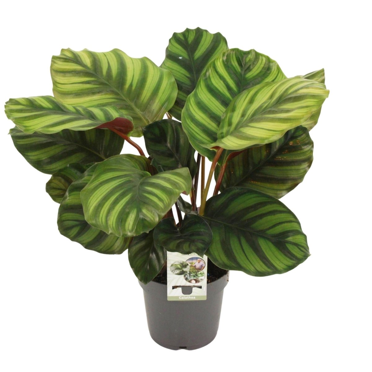 Calathea Fasciata P 14 H 50 cm - 28914 - PlantenShop24