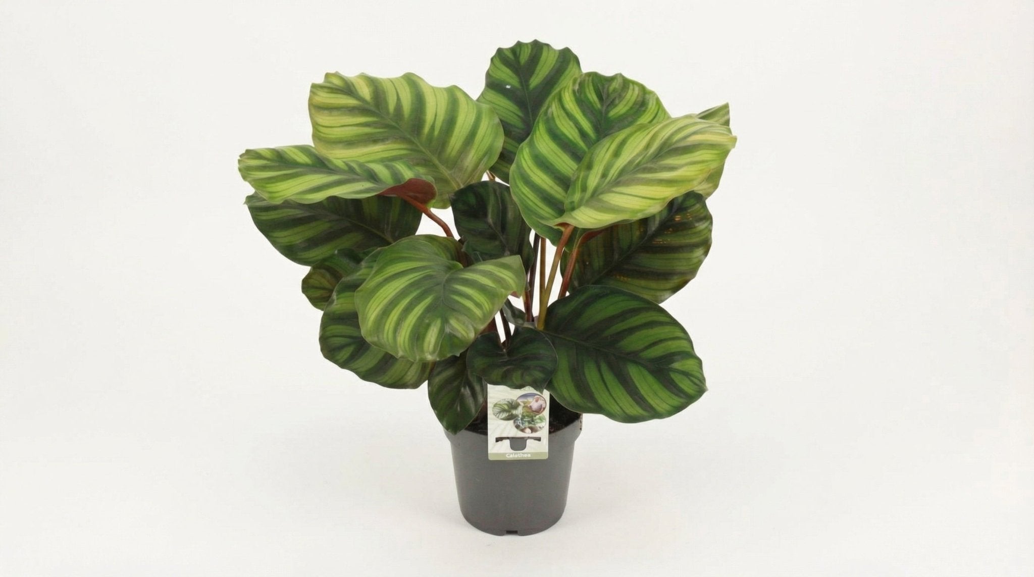 Calathea Fasciata P 14 H 50 cm - 28914 - PlantenShop24