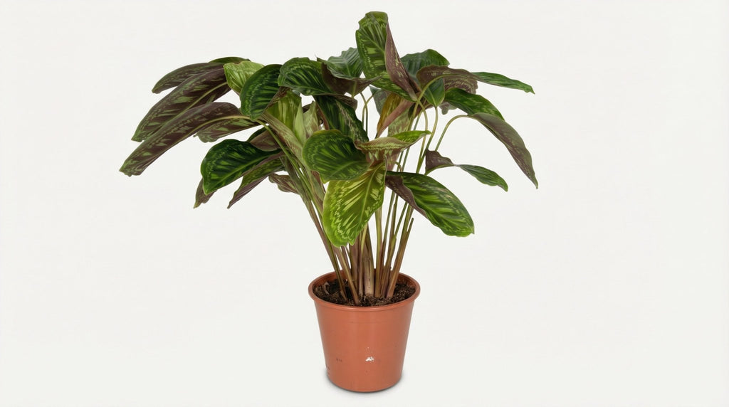 Calathea Flamestar Pauwenplant P 19 H 75 cm - 2780 - PlantenShop24